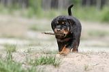 ROTTWEILER 266